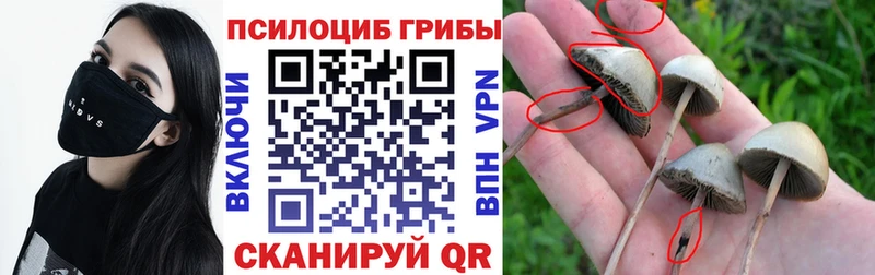Галлюциногенные грибы мицелий  купить  цена  Ершов 